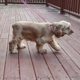 Sadie - Cocker Spaniel