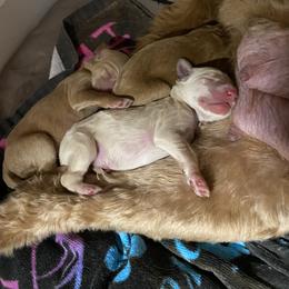 Cockapoo and Goldendoodle Puppies from Capital Doodles