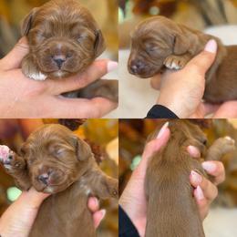 Moonshine - Red  female Goldendoodle puppy in Yuciapa, California from AlltheDoodlez_