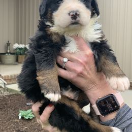 Bernedoodle, Bernese Mountain Dog, Cavalier King Charles Spaniel, and Goldendoodle Puppies from Adventure Doodles Of East TN