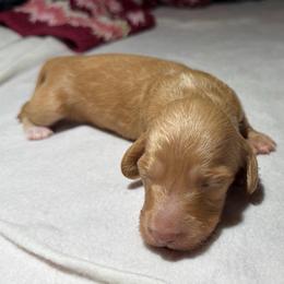 Jen - Pink Collar - Cream female Dachshund puppy in Hazlehurst, Georgia from DrakeFire Dachshunds