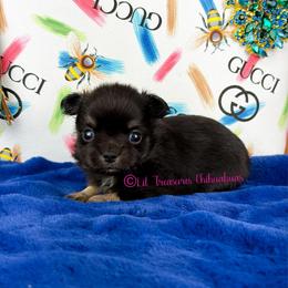 Buster Brown - Black and tan male Chihuahua puppy in Anderson, South Carolina from Lil Treasures Chihuahuas