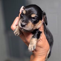 Peter - Black and cream male Dachshund puppy in Tucson, Arizona from Crowned Doxies
