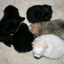 Pomeranian Puppies from Lilmonster Pomeranians
