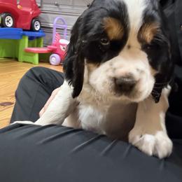 Boy - Black white and tan male English Springer Spaniel puppy in Emanuel County, Georgia from Due South Springers