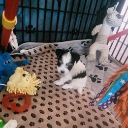 Biewer Terrier Puppies from Hearts n Paws