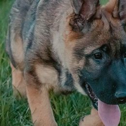 German Shepherds from Brookside GSD's