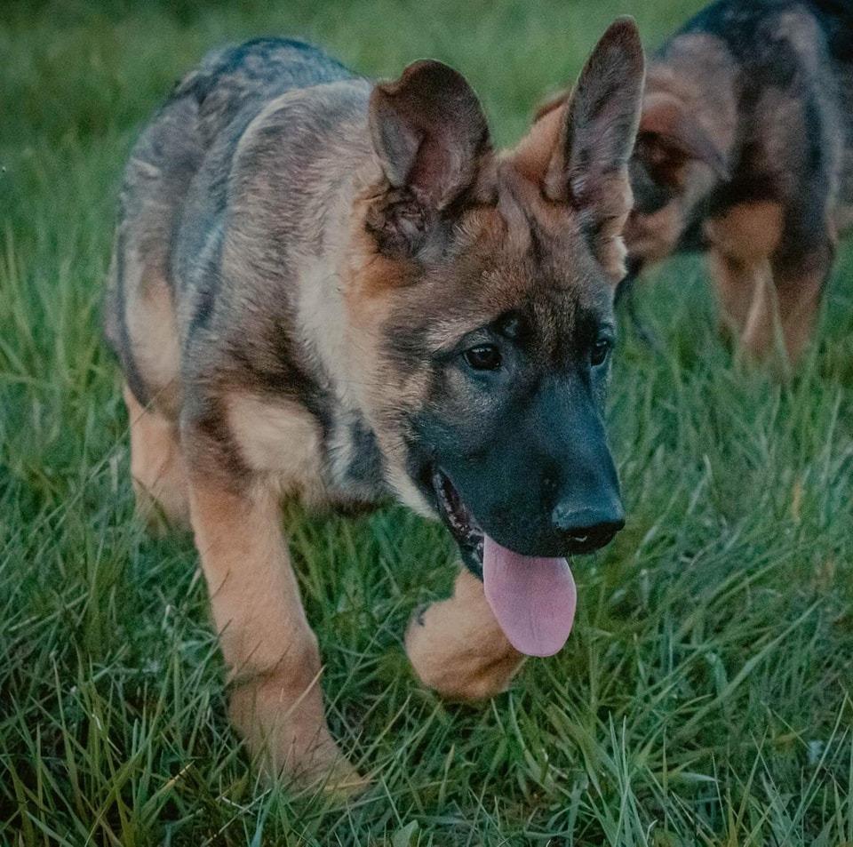 Brookside GSD's in Maine | German Shepherd puppies | Good Dog