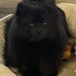 Rio - Pomeranian