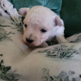 Iris - Cream female Maltipoo puppy in Mena, Arkansas from Belle Ball Puppies