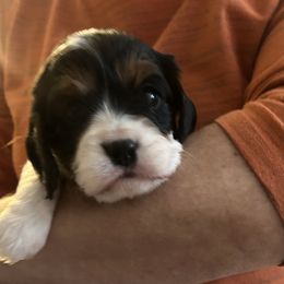 Maria - Tri-color female Cavalier King Charles Spaniel puppy in Burke, New York from Patti’s Puppies
