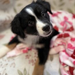 Starling - Black tri female Miniature Australian Shepherd puppy in Ellendale, North Dakota from Ark Acres Kennels