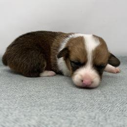 Kanga - Sable female Pembroke Welsh Corgi puppy in Waco, Texas from The Comma Corgis