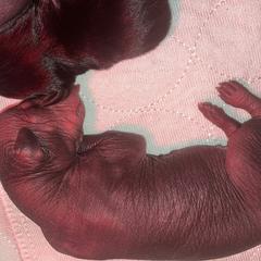 Girl 3 - Black Xoloitzcuintli puppy in Endicott, New York from Upstate Xoloitzcuintli NY