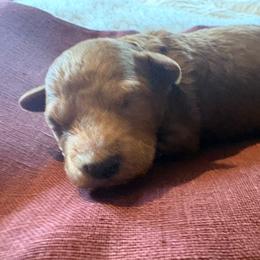 Oreo - Red  male Poodle puppy in Utica, Ohio from Poodle Me Crazy