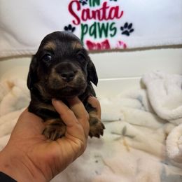 Black and tan longhair male - Black and tan male Dachshund puppy in Manteca, California from Sweet and Low Dachshunds
