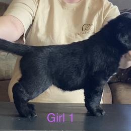 Labrador Retriever Puppies from R Little Retrievers