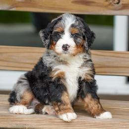 Smith - Merle male Bernedoodle puppy in Dundee, Ohio from Down Home Doodle