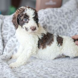 Girl 5 - Poodle puppy in Oklahoma from Rosebud Kennels