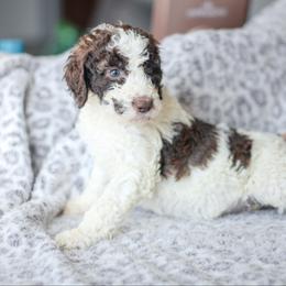 Girl 5 - Poodle puppy in Oklahoma from Rosebud Kennels
