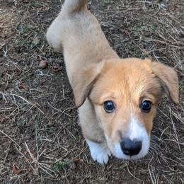 Pembroke Welsh Corgi Puppies from Trapmans Corgi's