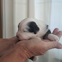 Btm1 - Black tri male Miniature American Shepherd puppy in Elgin, Oregon from LongMile Aussies