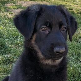 German Shepherds from Aljan v. Pashen Kennels