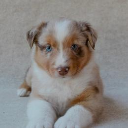 Buck - Red merle male Australian Shepherd puppy in Aberdeen, North Carolina from Huckleberry Hill Aussies LLC.