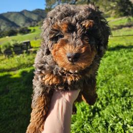 Berry - Merle male Bernedoodle puppy in Pismo Beach, California from Beach Bernedoodles