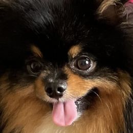 Pomeranians from Robin's Pomeranians