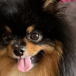 Pomeranians from Robin's Pomeranians