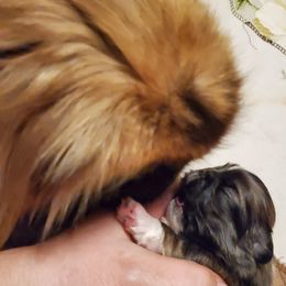 Pekingese from The Faraway Place Pekingese