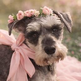 Meg - Miniature Schnauzer