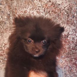 "Female : Liquorice 16 Dec 2023" Pomeranian Puppies from Fancy Paws Pomeranian