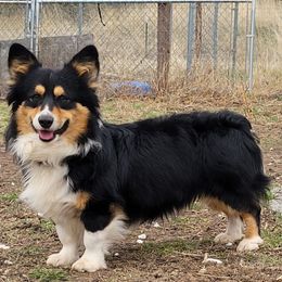 Hondo - Pembroke Welsh Corgi