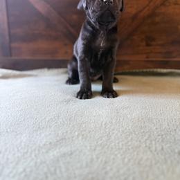 Cane Corso Puppies from Cowan Farms