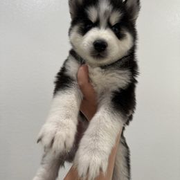 Binx - Black and white female Siberian Husky puppy in Manteca, California from Wolves with Amor