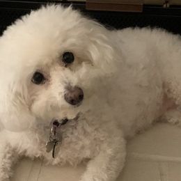 Bichon Frises from Lori's Bichon Frise