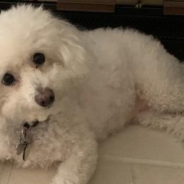 Bichon Frises from Lori's Bichon Frise