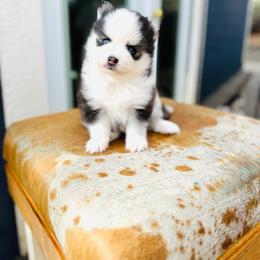 Buttons - Black and white female Pomsky puppy in Yavapai County, Arizona from Pawsh Pomskies