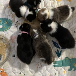 Pembroke Welsh Corgi Puppies from Temperance Farm Corgis