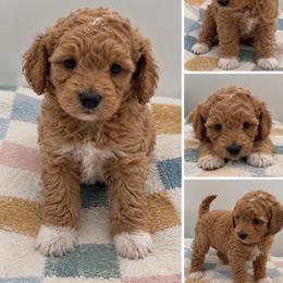 Percy - Red  male Poodle puppy in Grass Valley, California from Sapphire Ridge Poodles