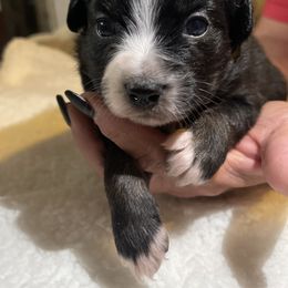 Miniature Australian Shepherd Puppies from Yost Family Mini Aussies