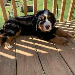 Storm - Tri-color male Bernese Mountain Dog puppy in Rural Retreat, Virginia from Bernese Bunker