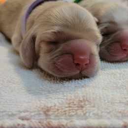 Cocker Spaniel Puppies from Kellie's Cocker Spaniels