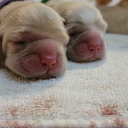 Cocker Spaniel Puppies from Kellie's Cocker Spaniels