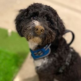 Bentley - Cockapoo