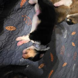 Gray - Black white and tan male Collie puppy in Wykoff, Minnesota from Country Collies