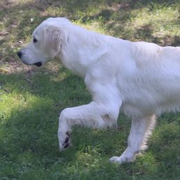 Bella - Golden Retriever