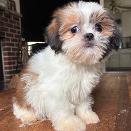 Raya - Brindle female Shih Tzu puppy in Stroudsburg, Pennsylvania from Puppyville Pa Shih Tzu & frenchies